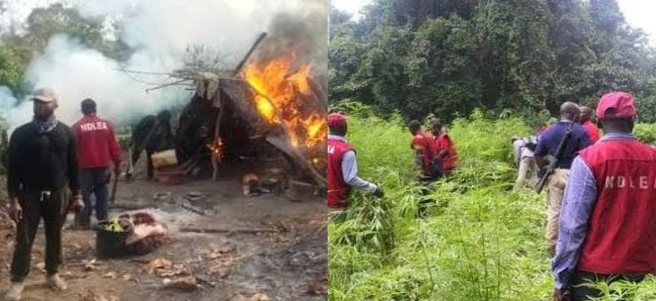 Ogun NDLEA Dismantles Hemp Farm, Arrests 4 Suspects