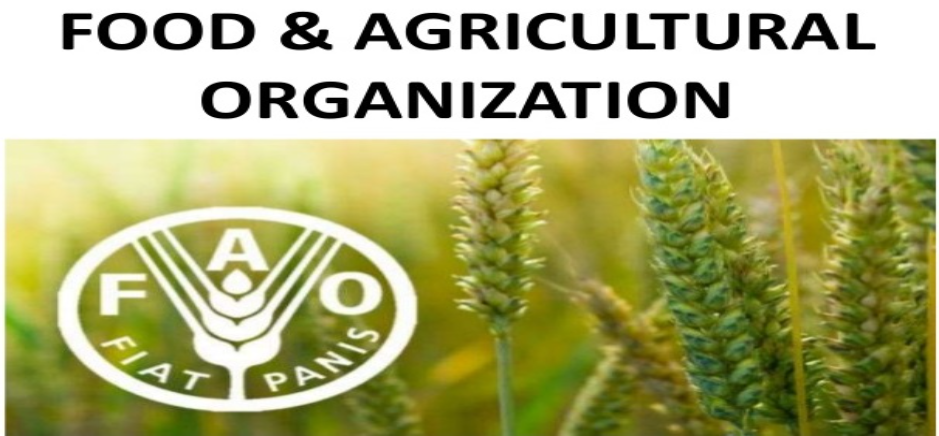 FAO calls for  Integrated Strategies to Manage Zoonotic Disease Outbreak