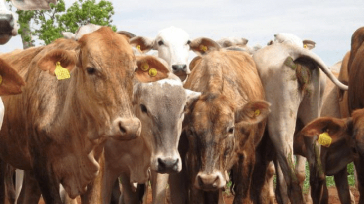 Stakeholders Urge Livestock Development Ministry To Tackle Food Insecurity