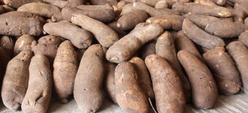 Yam Vanishes from Nigerian Menus