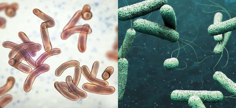 Cholera Crisis: Stakeholders Unite to Tackle Outbreak in Bayelsa